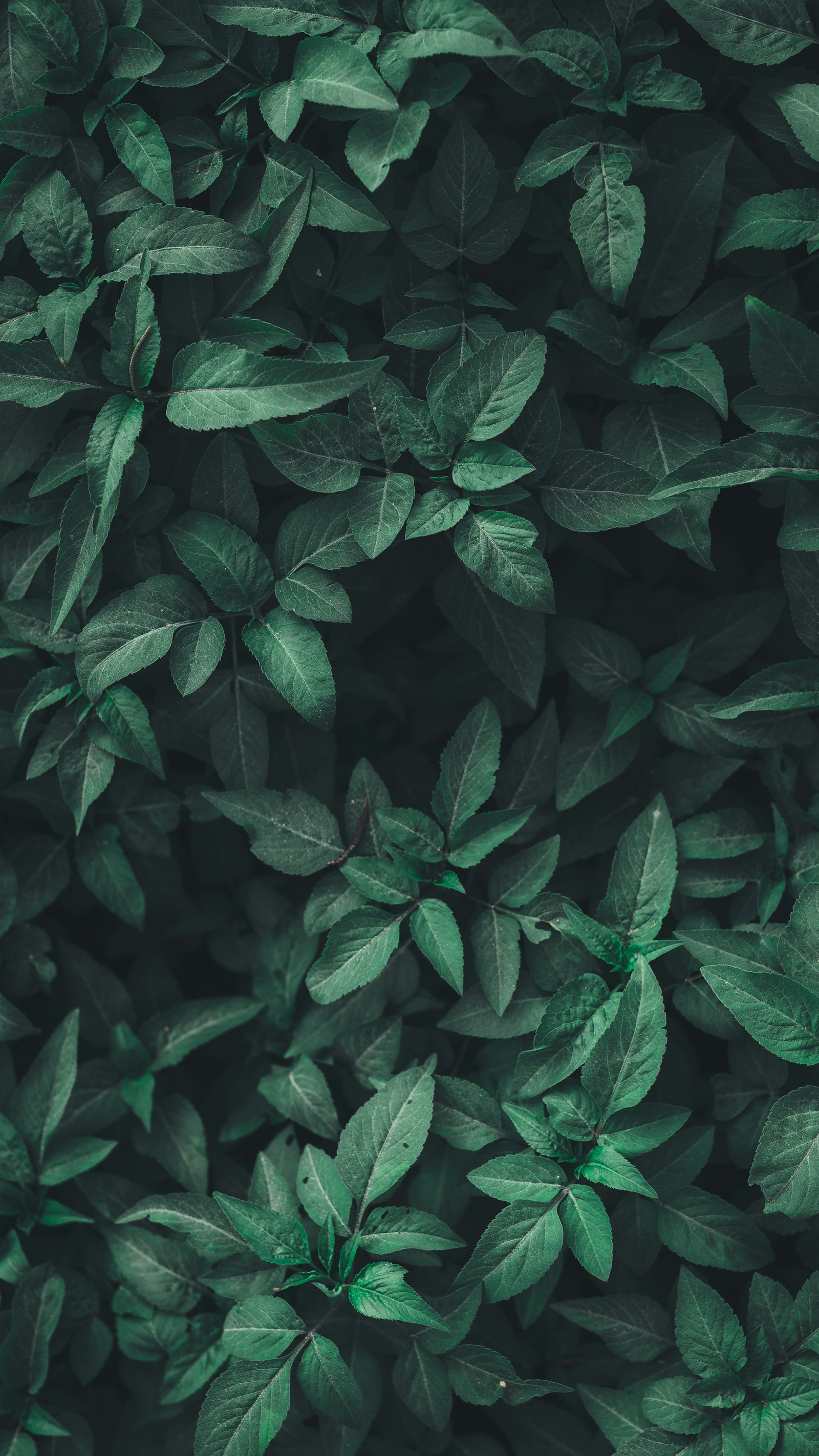 Lush green foliage